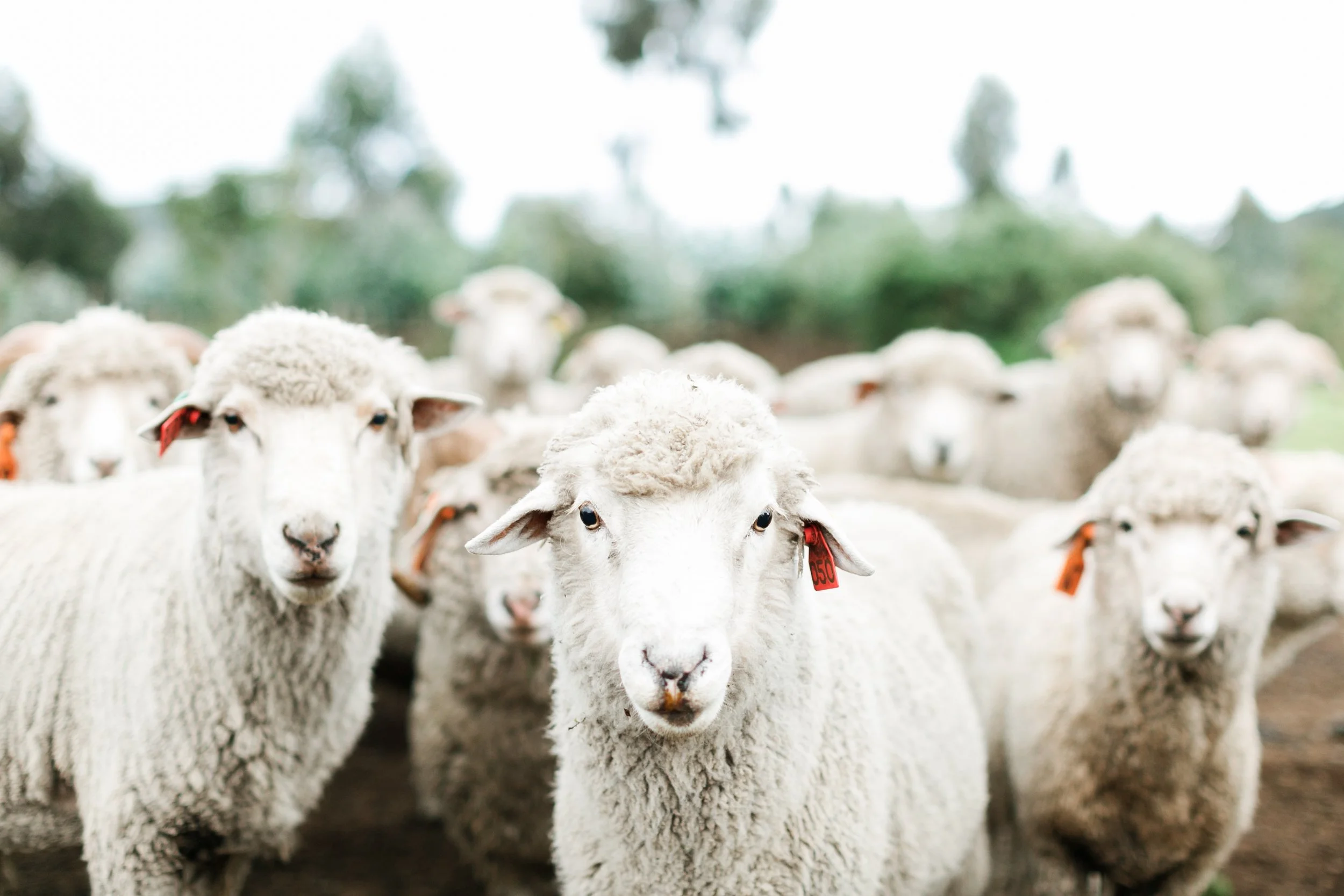 God's Pasture - Culling the Sheep