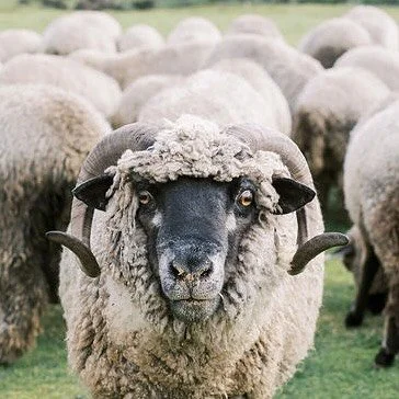 Come see us at @flockfiberfestival - Booth 49! We are ready for you in Seattle! #flock #hellohope #handspun #hadspunhope #naturally #dyed #madeinrwanda 🇷🇼🌍🐏

📷: @loftcreative
