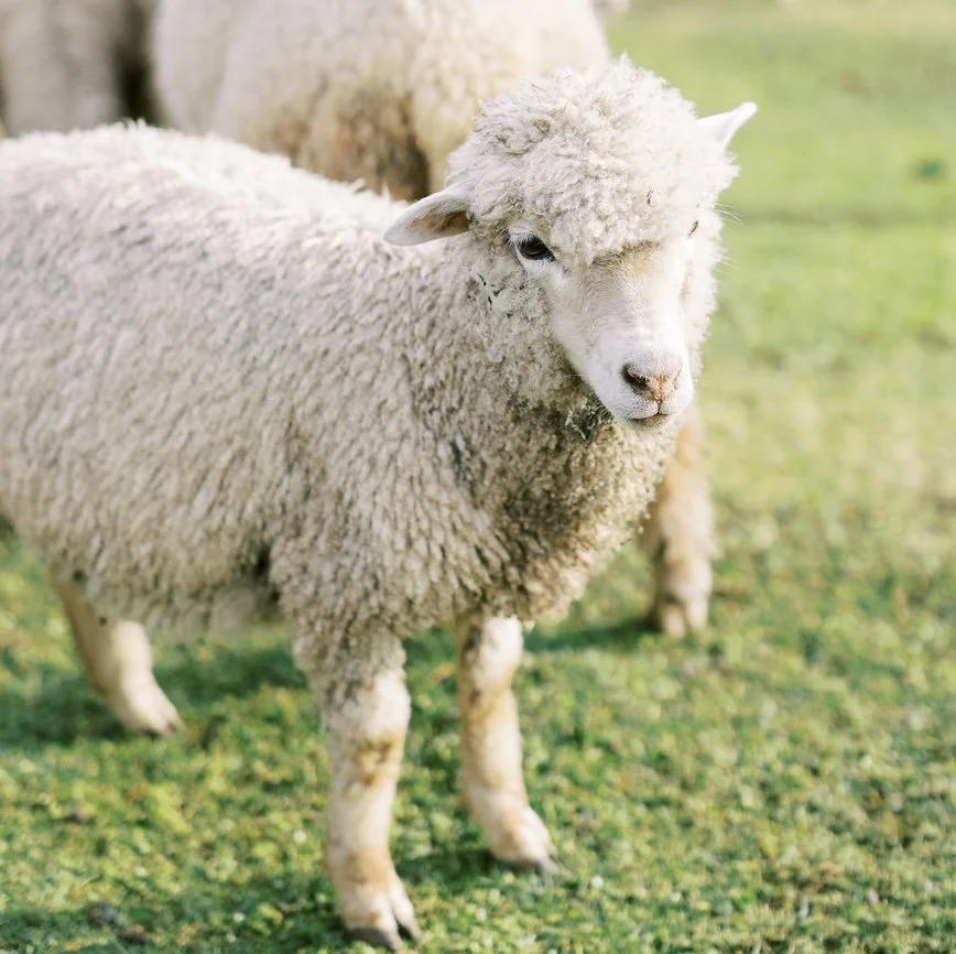 Our Sheep Have A New Home! An Introduction To Mudende Farm