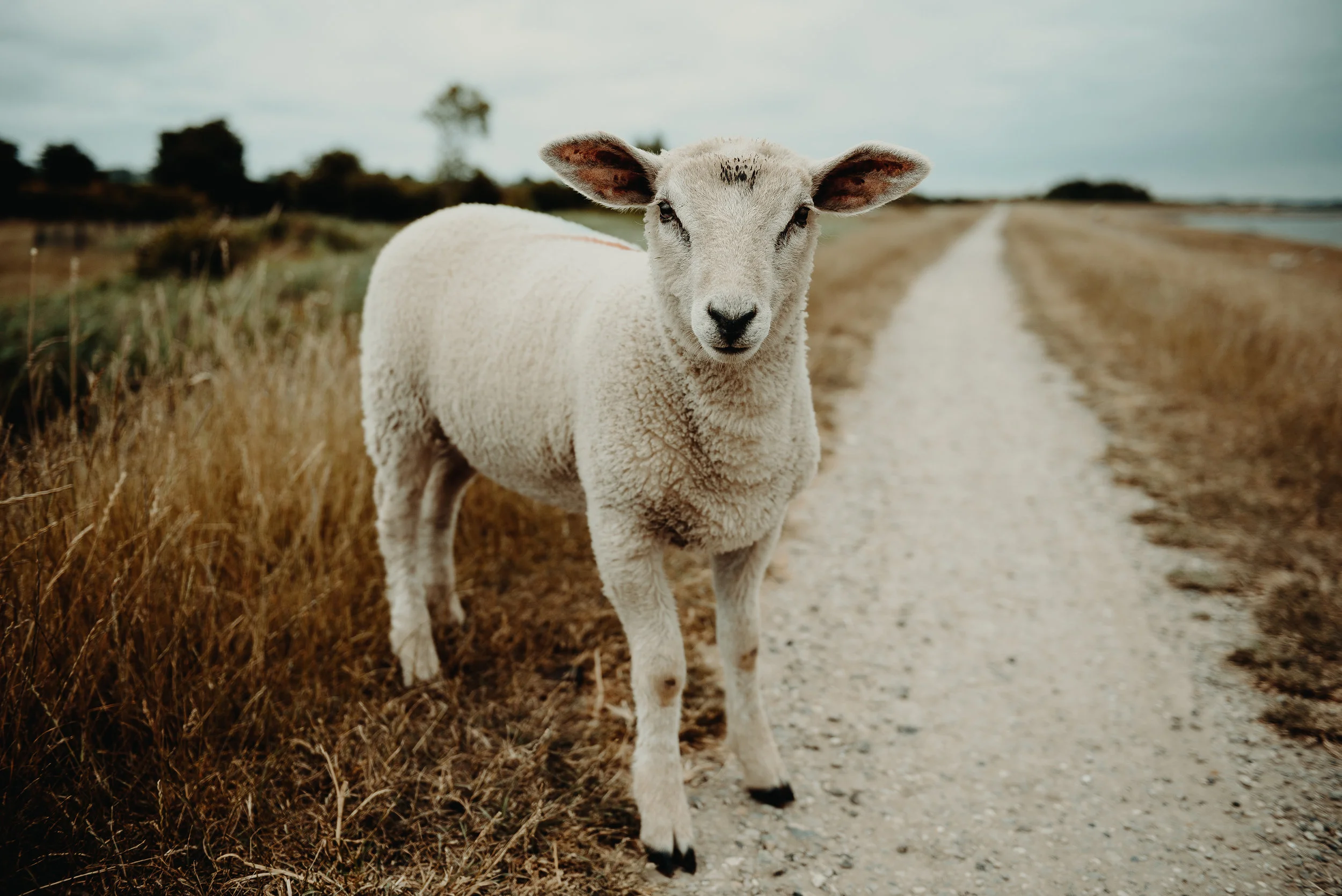 Why I Transitioned My Baby To Goat Milk After His First Birthday