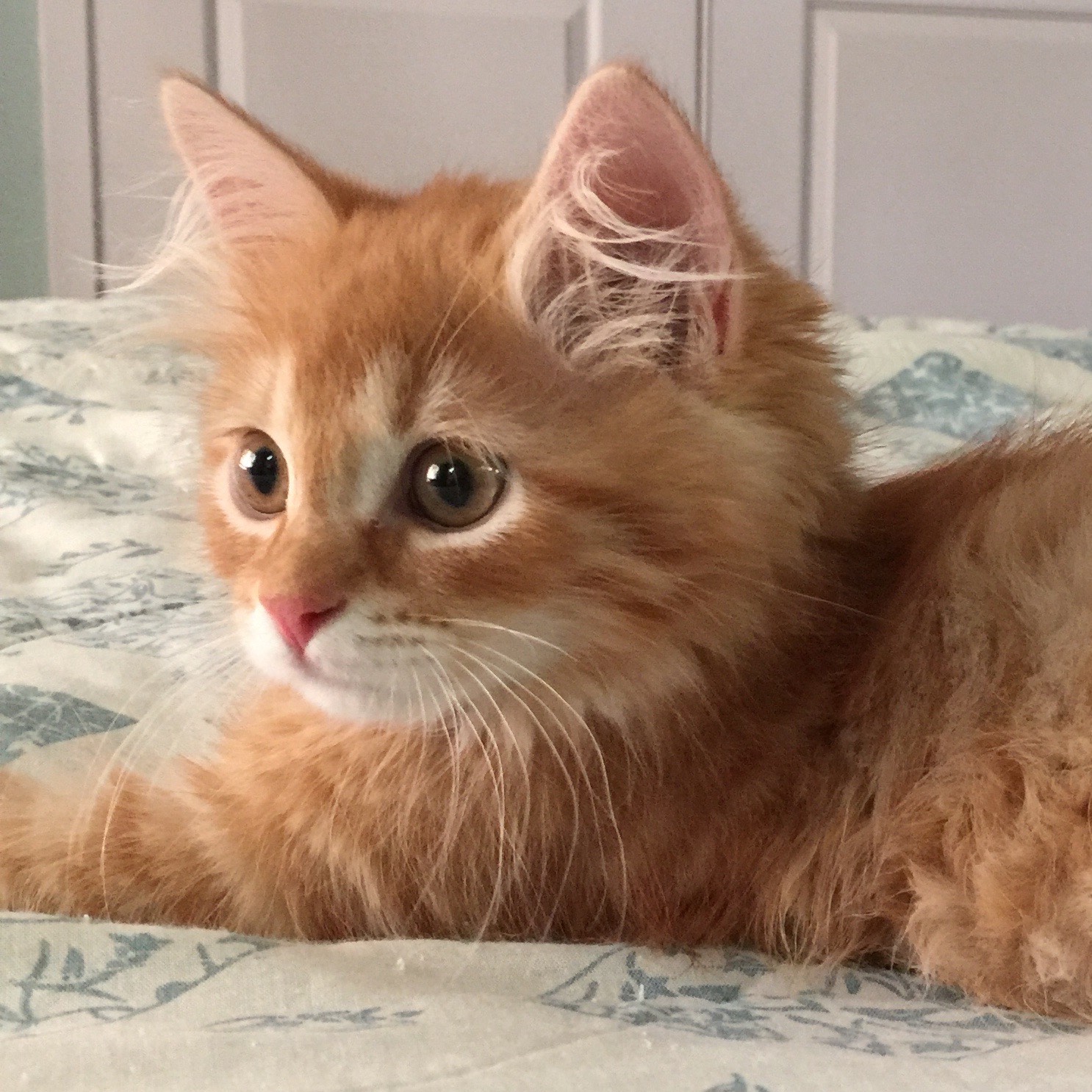 Koa at 11 weeks old