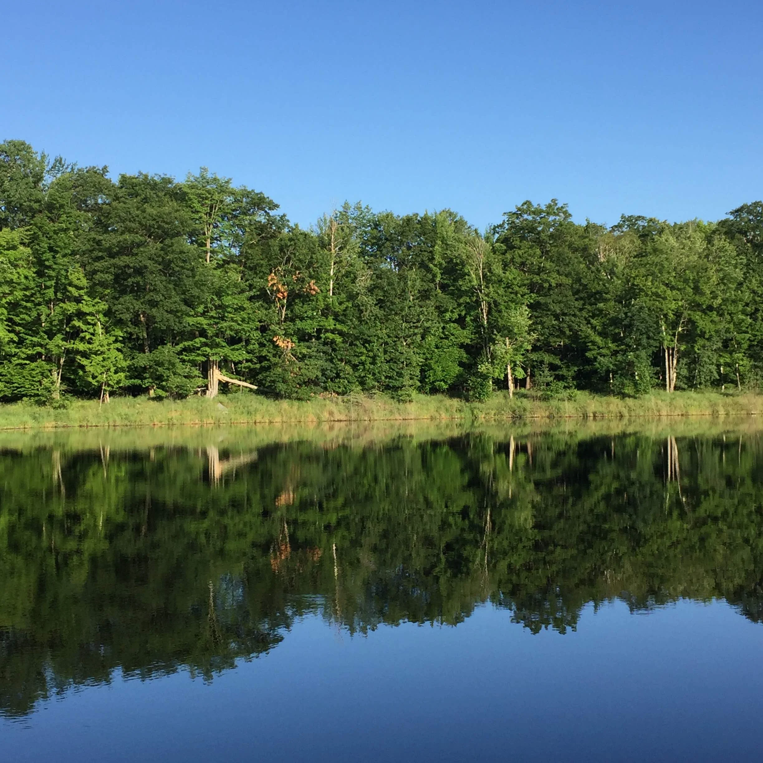 Trees reflected in a lake like a mirror