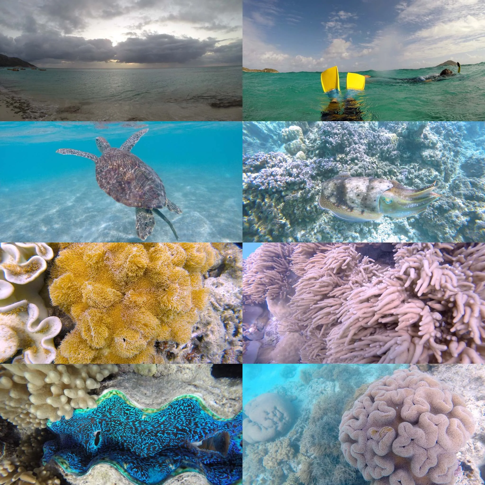 Collage of images taken by our daughter at Lizard Island, 2014. Turtles and cuttlefish are her favorites in the second row down.