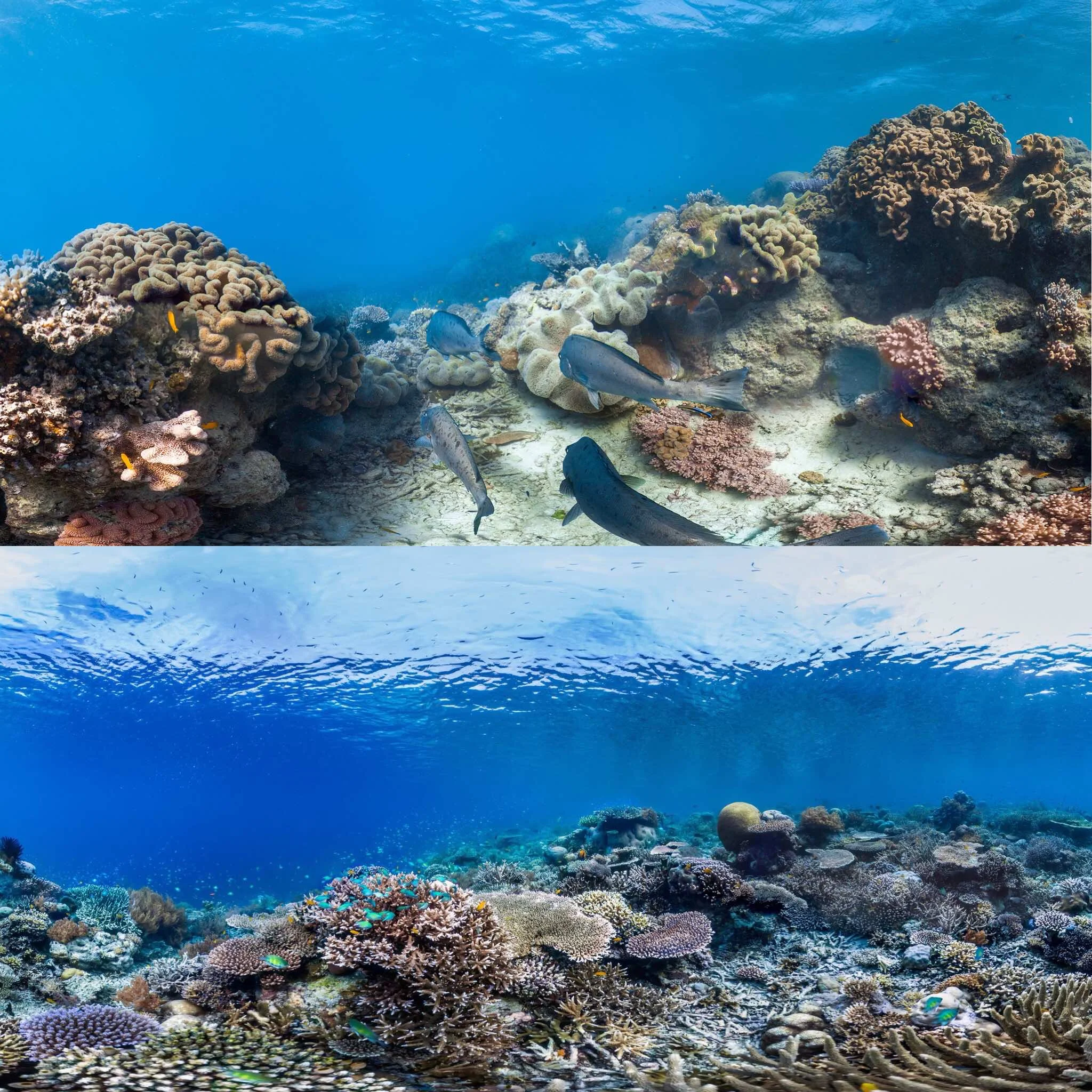 Coral reef near Lizard island images from The Ocean Agency