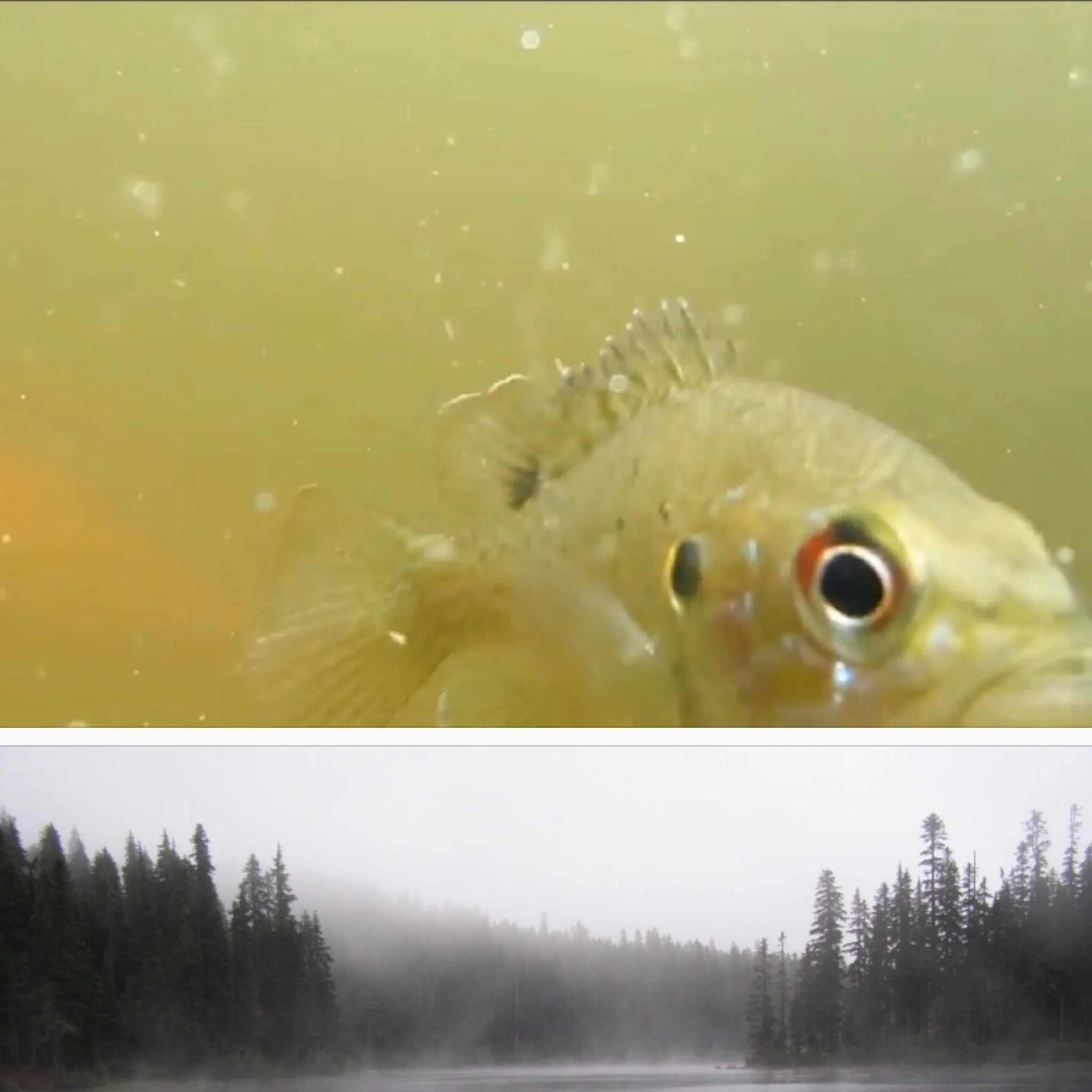 Reference Photos for the Sunfish and misty Lake that I used for Pam's artwork.
