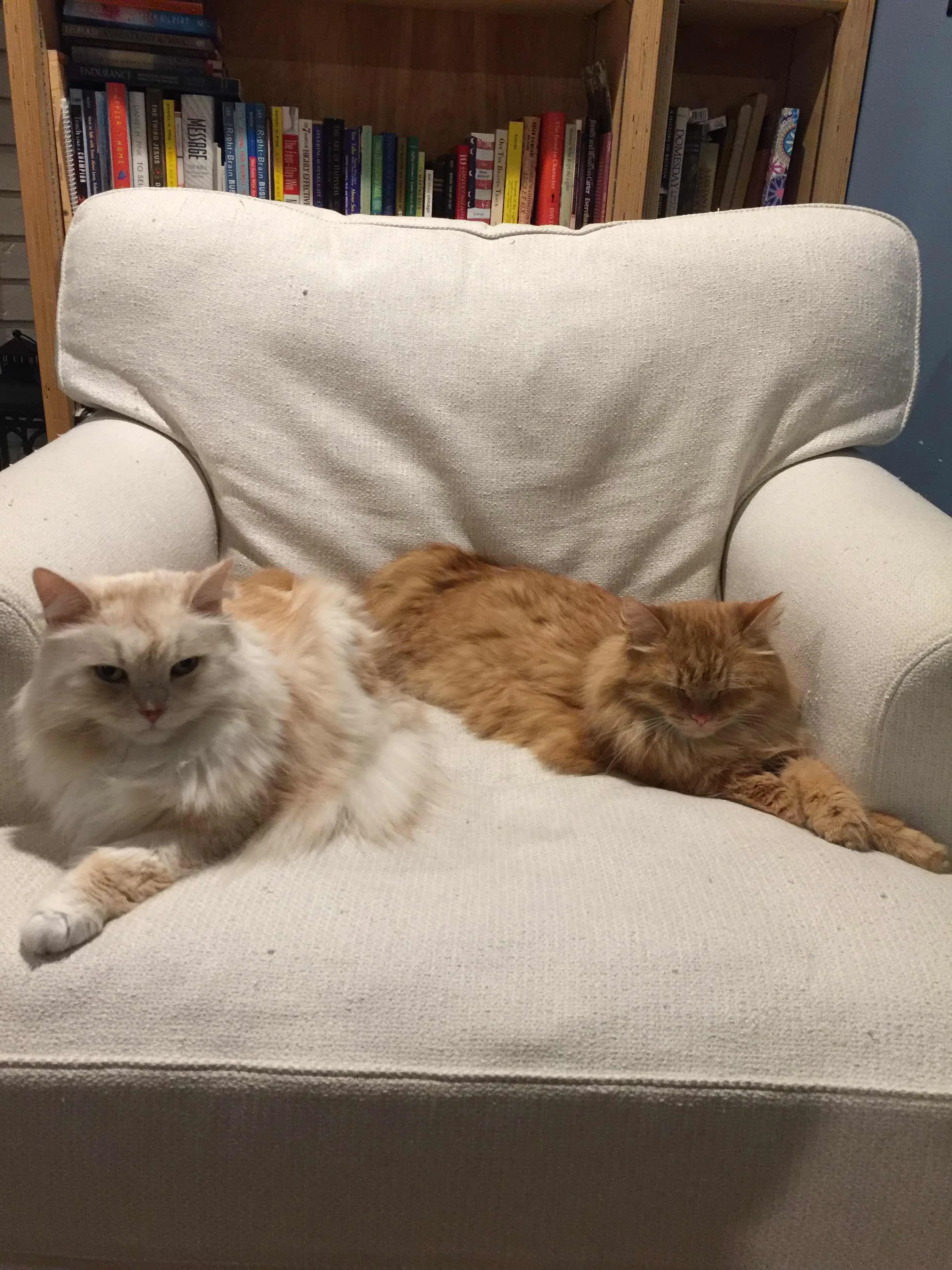Our furry friends. Jasper on the left is just curious where Koa on the right is destrtuctive. Still sweet though.