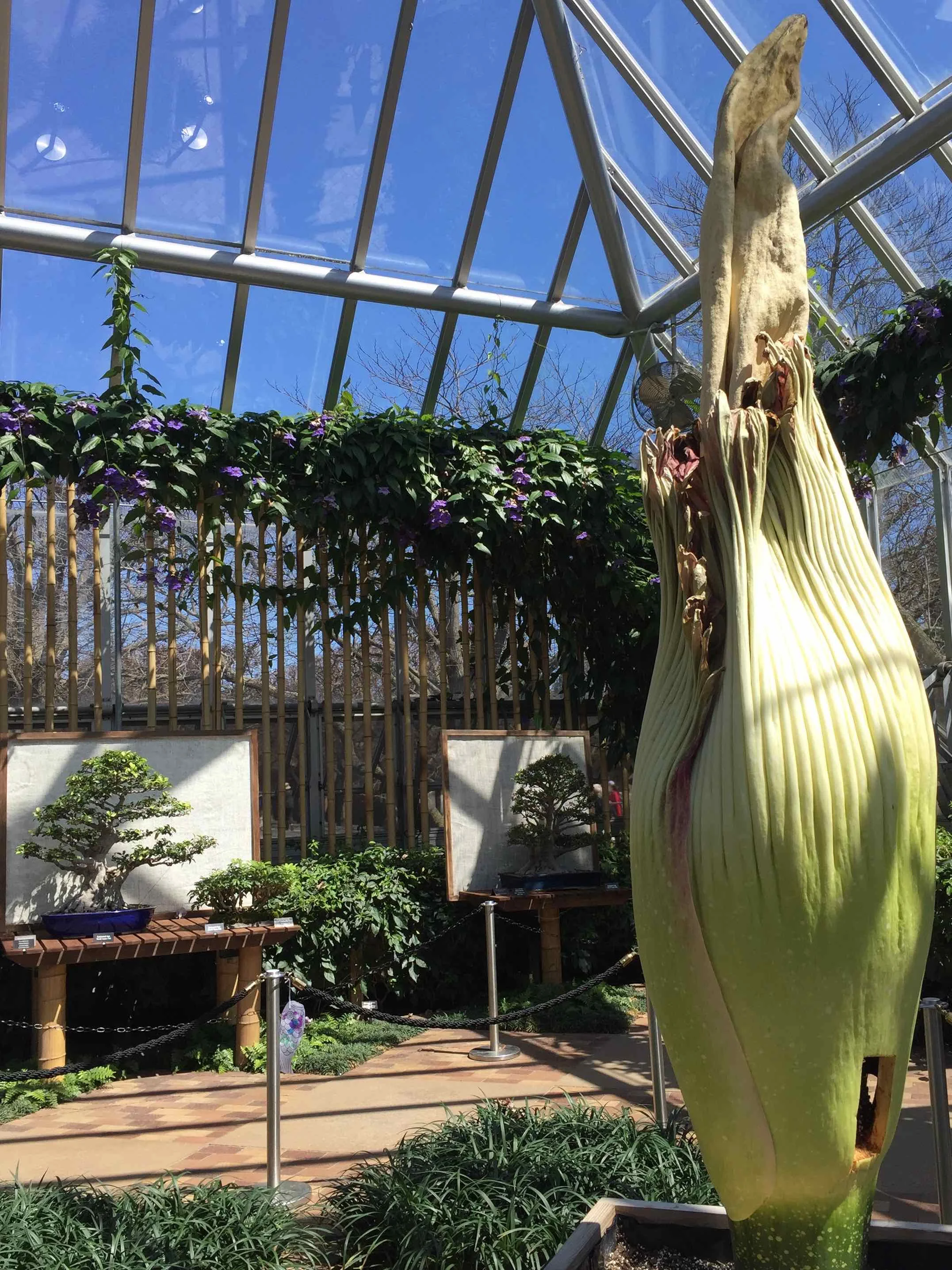 Corpse Flower just past bloom at the Chicago Botanic Garden. 