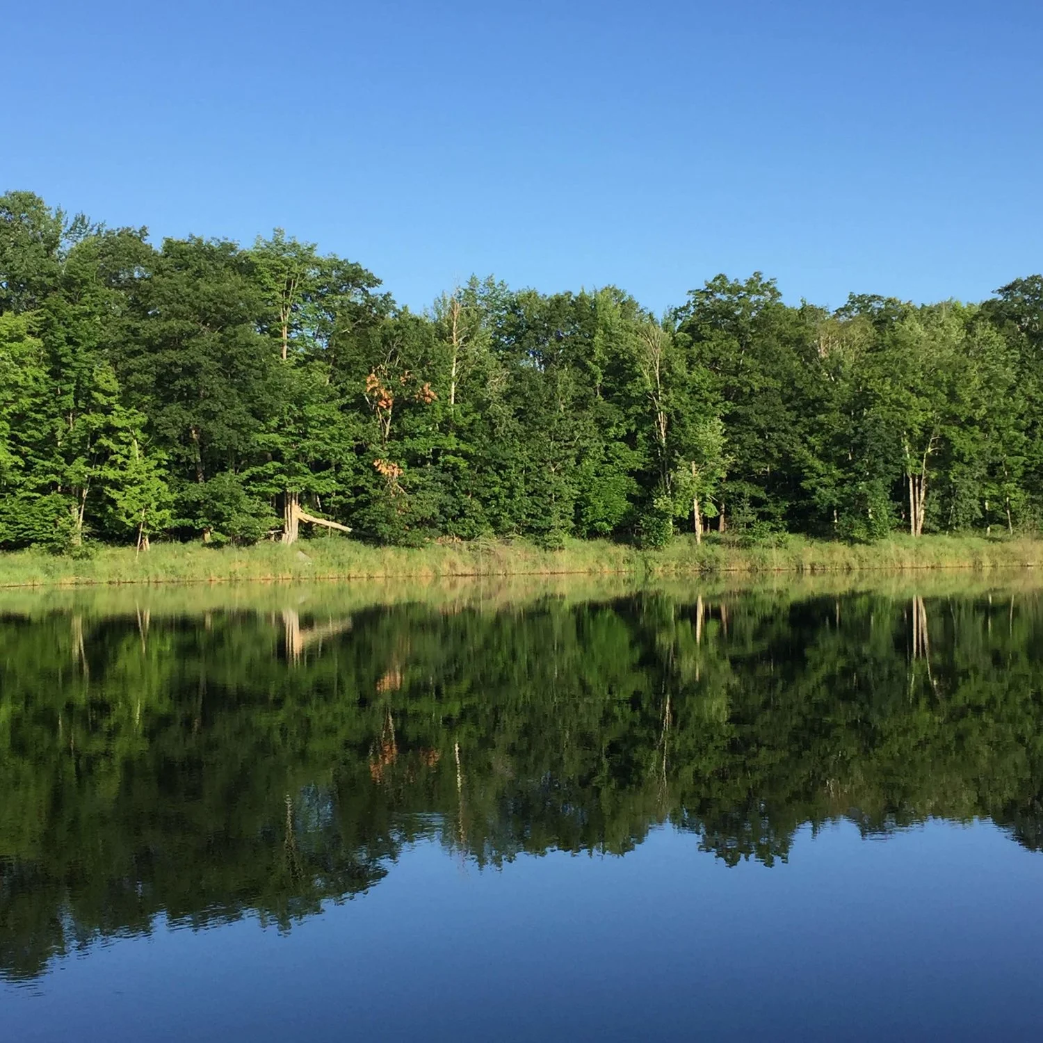 Trees reflected in a lake like a mirror