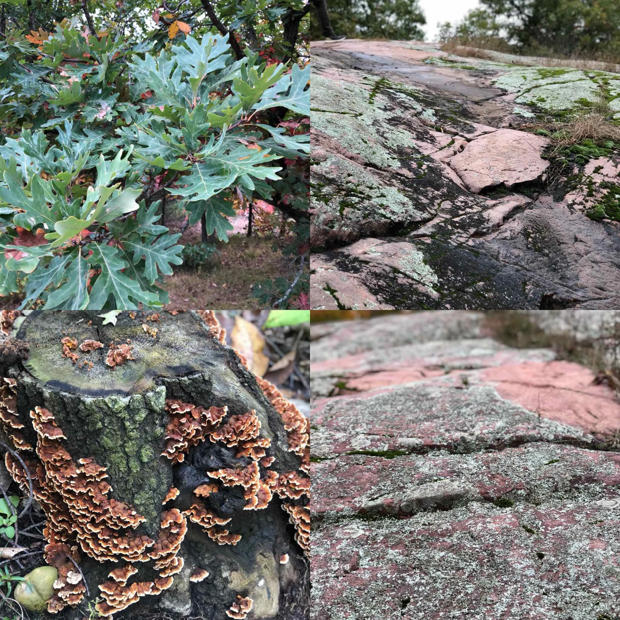 Color inspiration from hiking this weekend on Poppy’s Rock In Wisconsin which is a hill of exposed glaciated smooth fine -grain pink granite.