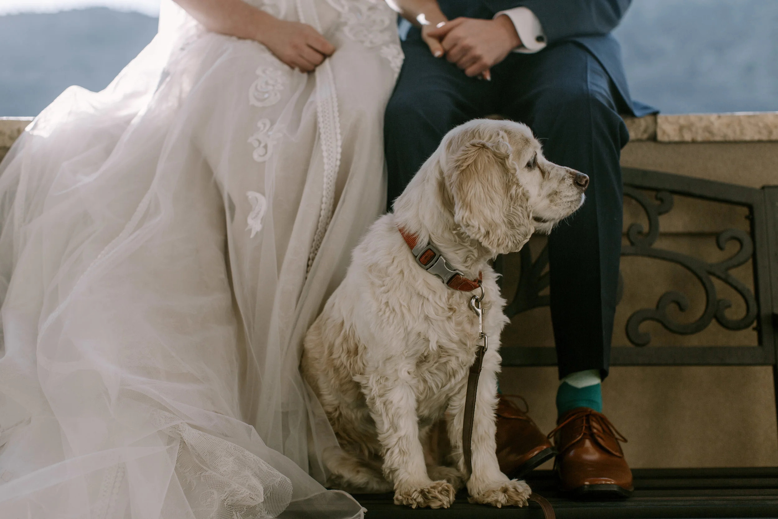 Redden, Redden Photography, Reddenrwood, Wedding photography, Colorado Wedding Photographer, Affordable Wedding photographer, Colorado Wedding Photographer, Fine Art Wedding Photographer, Moody Photographer, Film Photographer, Colorado Film Photographer, Colorado Fine Art Wedding photographer, Rocky Mountain Bride, Darling, Wedgewood, Weddings with dogs, Emma and Grace Bridal, Best Wedding Photographers in Colorado, Denver Wedding Photographer, Mountain Wedding Photographer, Mountain Wedding, Colorado Wedding