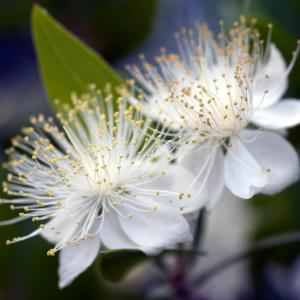 Myrtle Flower. 