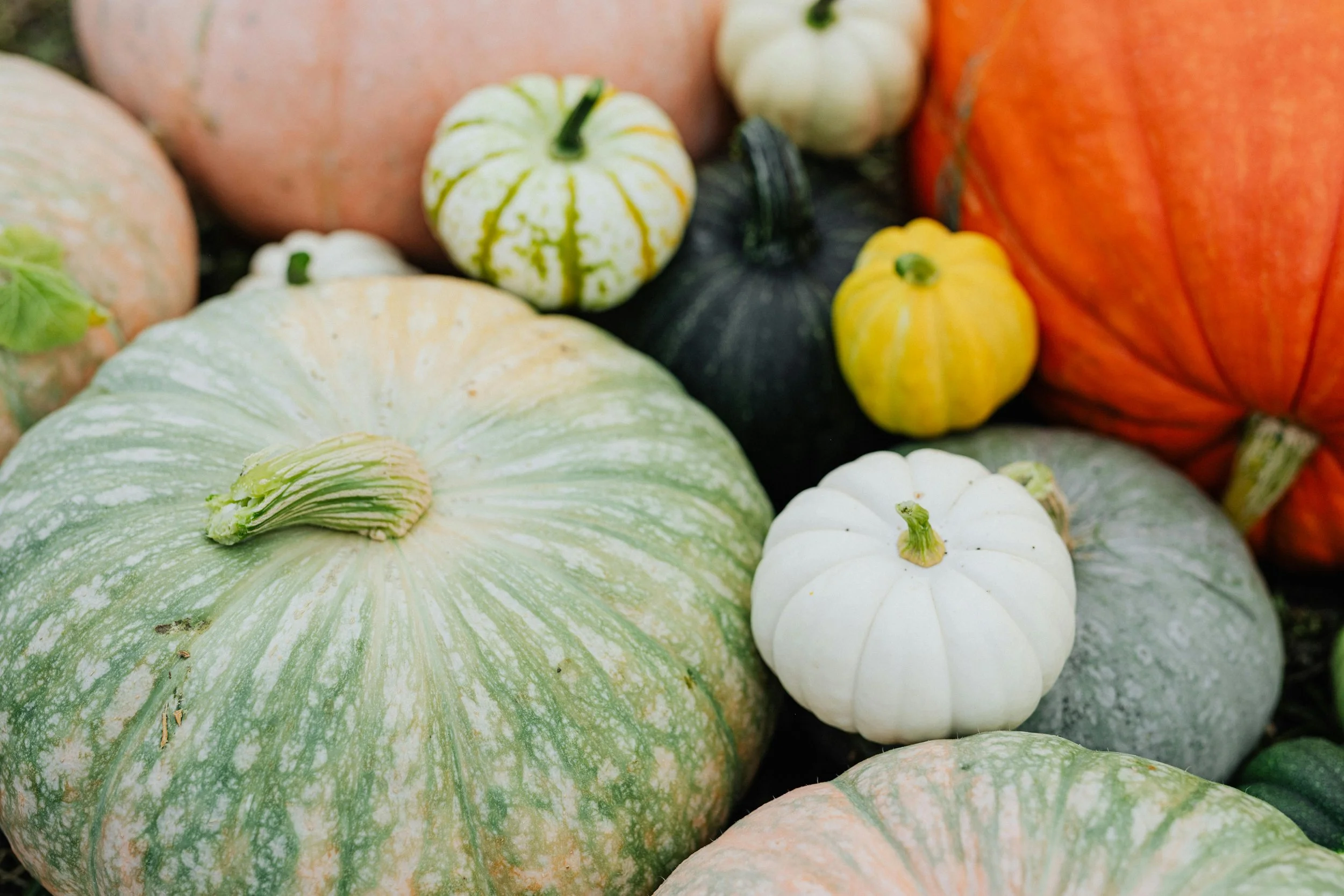 Pumpkin Palooza!