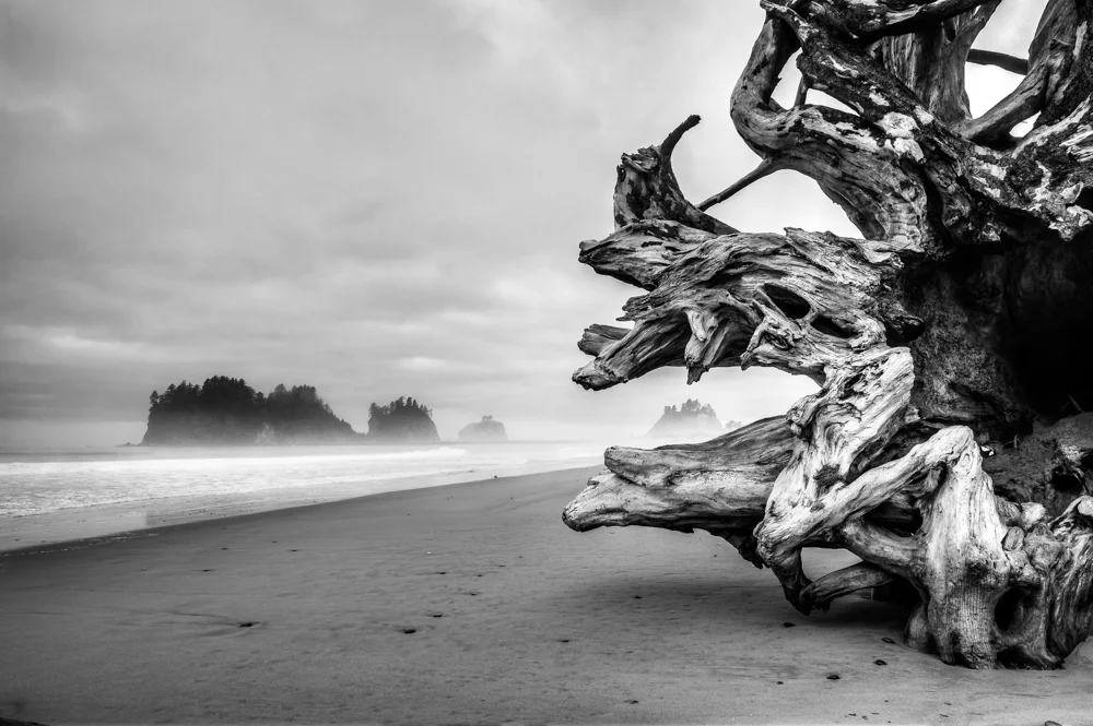 Ancient Root