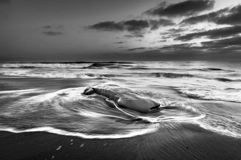 Beached
