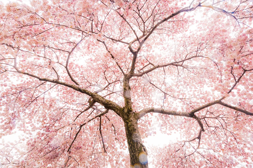 Cherry Blossom
