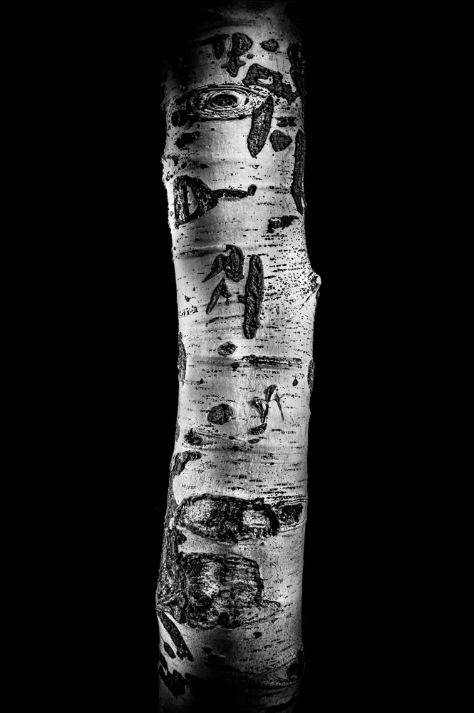 Wyoming Aspen