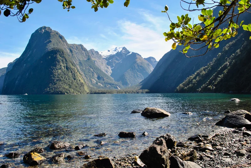 Nzfavorite-90.jpg