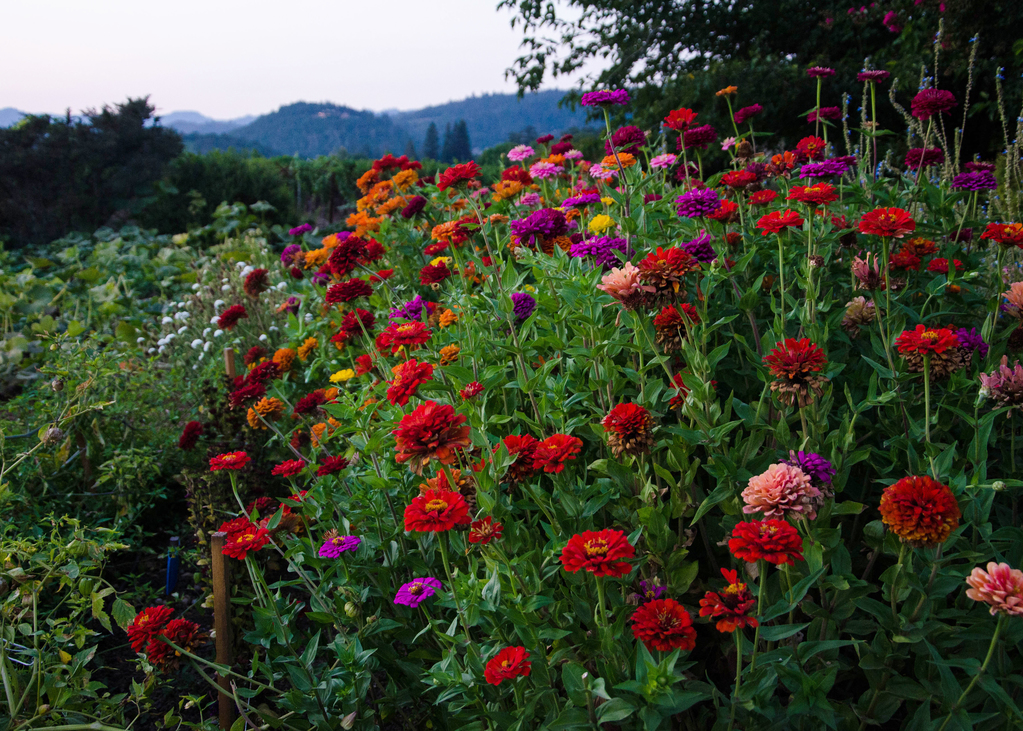 dsc_2117_1024.jpg
