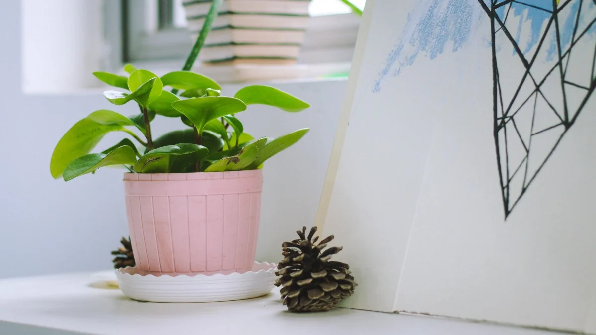indoor_potted_plants_desktop-810678.jpg!d.jpg
