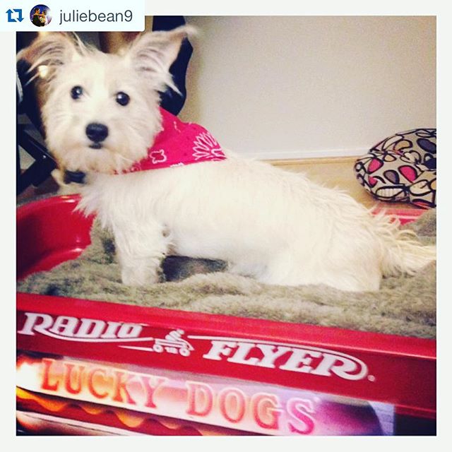 A lucky dog, indeed! 📸 @juliebean9 
#Nola @luckydogsnola #neworleans #dog #radioflyer #tradition #louisiana #hotdog #luckydog #pup #ride