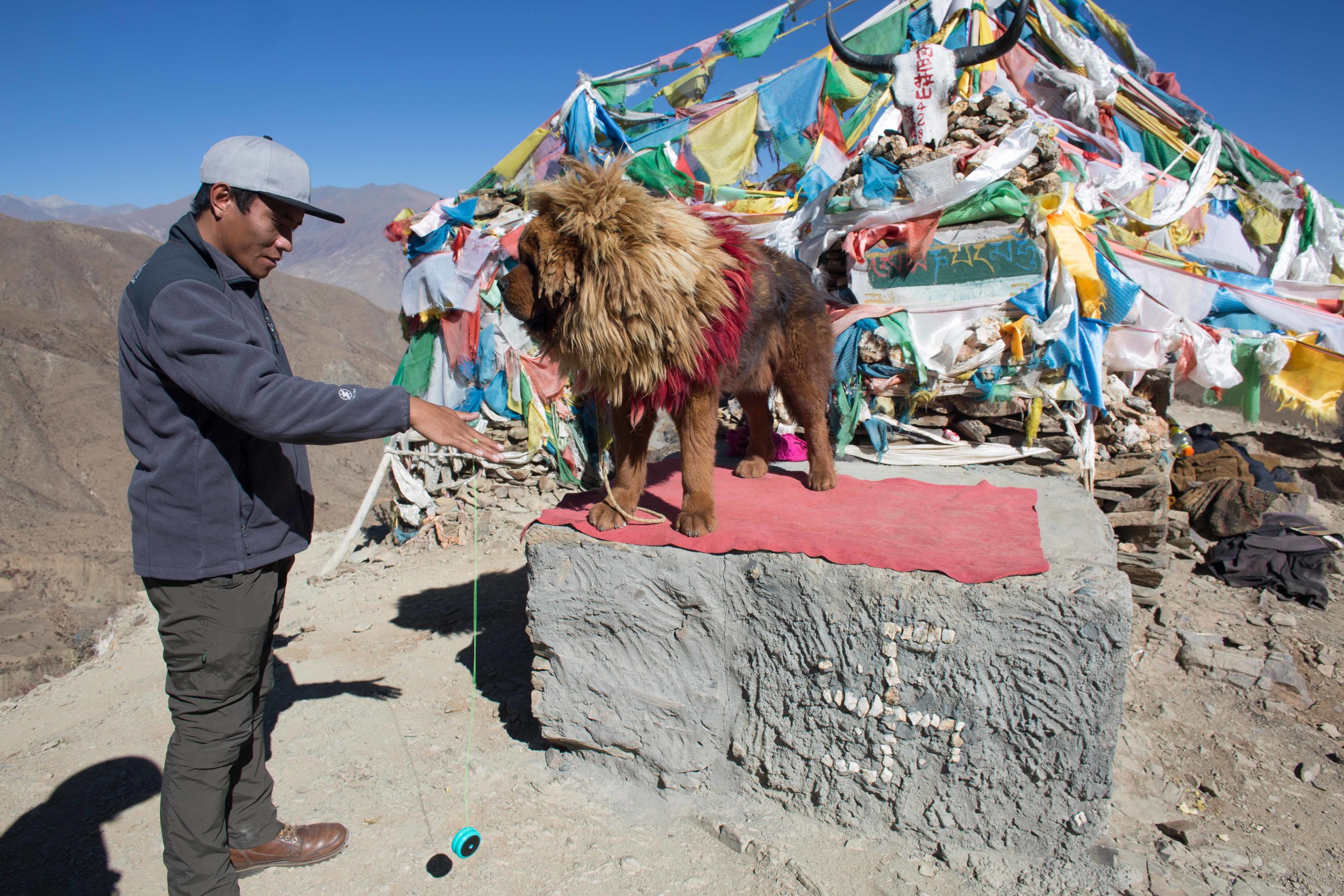Tashi and another local, The Tibetan Mastiff