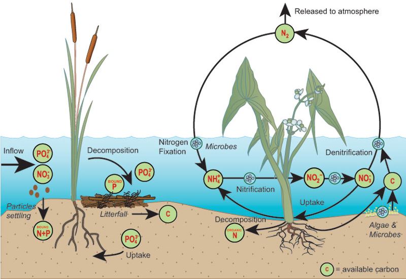 Removal — The Wetlands