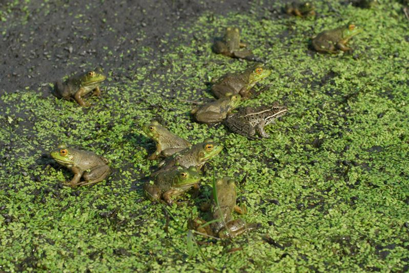 Many frogs thrive in the restored wetland habitats at the Dixon Waterfowl Refuge.