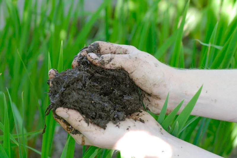 A handful of rich organic soil, or “muck,” from a wetland.