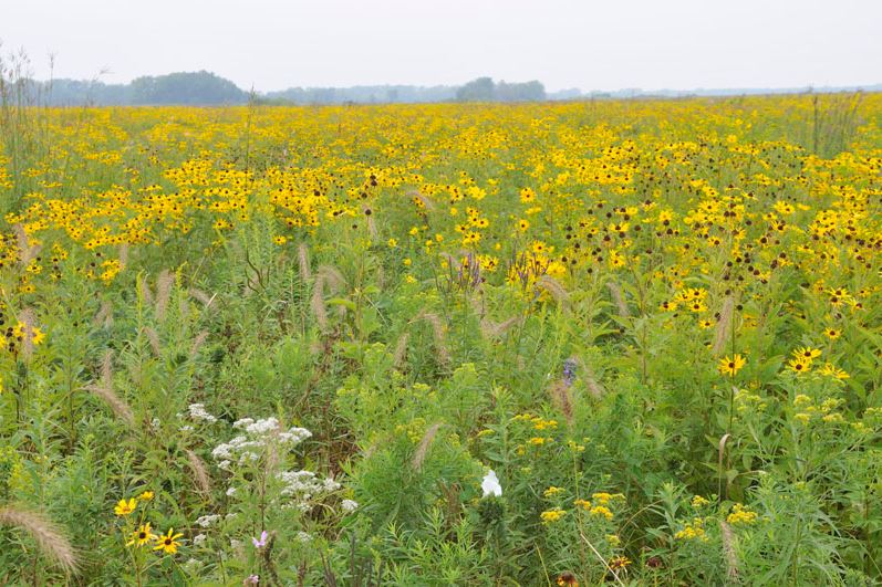 Native yellow flowers and grasses stretch to the horizon at Midewin.