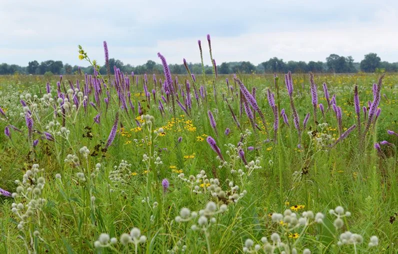 Blazing stars and rattlesnake master are two striking species in a richly diverse wet prairie habitat at the Dixon Waterfowl Refuge.