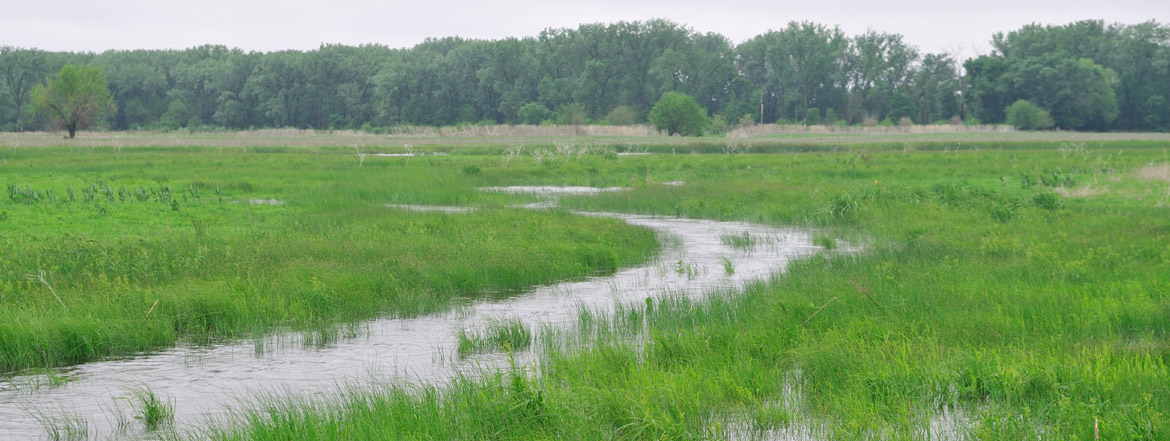 wetland-photo-header.jpg