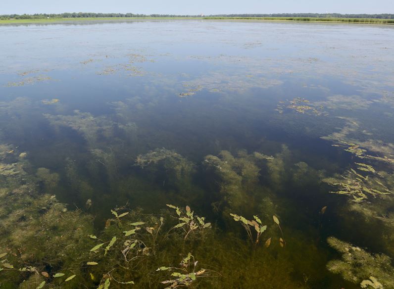 Healthy, dense aquatic vegetation is essential for the food web at Hennepin & Hopper Lakes and to maintain an excellent fishery.