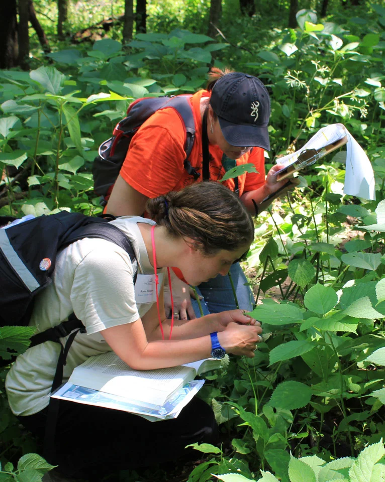 Anna Braum (left) of the Chicago Botanic Garden and Cori Morse work to identify a plant species at Hickory Hollow during the BioBlitz.