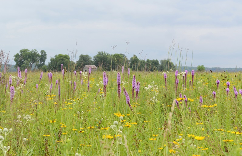 A view of Oak Ridge through blooming blazing star, rattlesnake master, and other native prairie species.