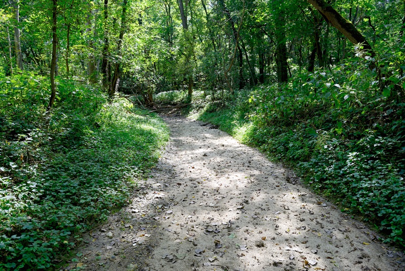 The streambed and wooded ravine running through the new Hickory Hollow parcel. Photo by Gary Sullivan/TWI.