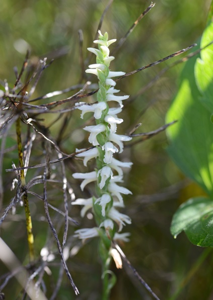 The ladies' tresses orchid.