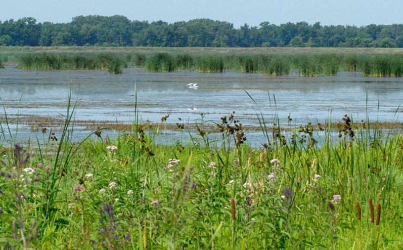 A great egret flies over the rich restored lake and marsh habitat at the Dixon Waterfowl Refuge.