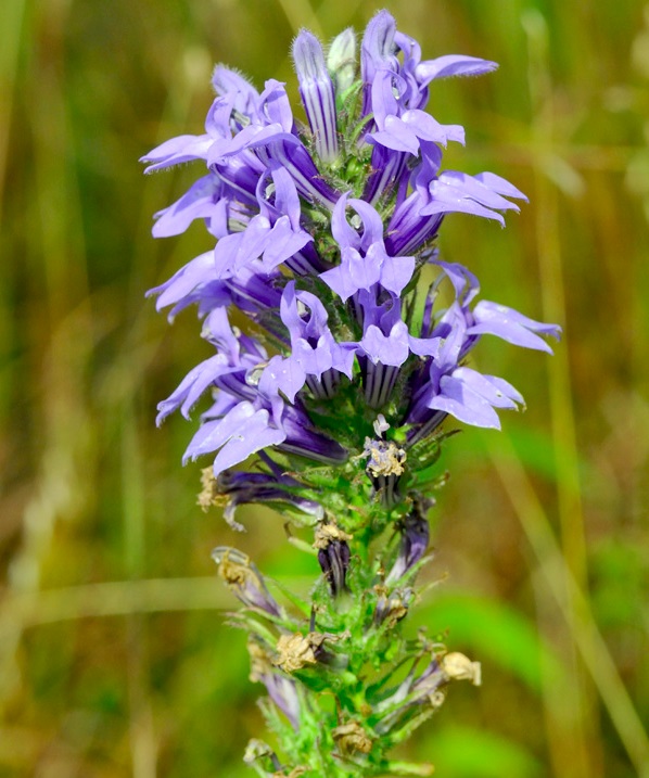 The great blue lobelia is one of three lobelia species that will thrive at the Initiative's new Lobelia Meadows Restoration Project.