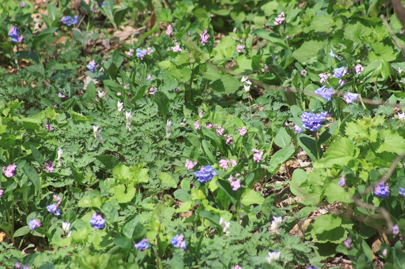 Spring ephemerals (bluebells and Dutchman's breeches) blooming in the wooded area at the Dixon Waterfowl Refuge are interspersed with invasive garlic mustard (the lighter-green leaves).