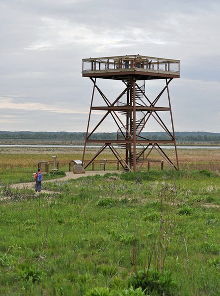 Great birding was available from the Nolan Observation Tower at the Dixon Waterfowl Refuge. Photo by Matthew Cvetas.