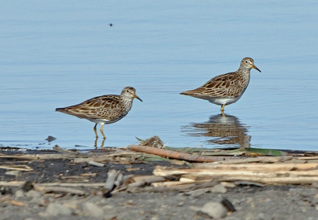 Pectoral sandpipers were among the birds spotted. Photo by Matthew Cvetas.