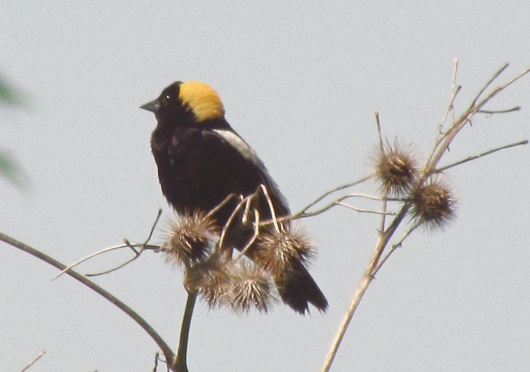 Male bobolink