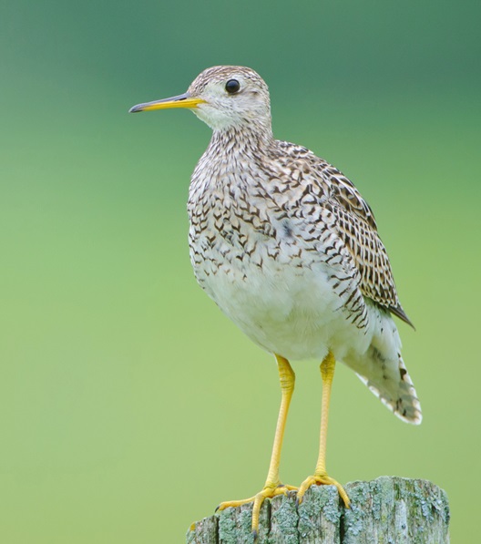 Upland Sandpipers are shorebirds of the prairie. Photo by Johnath, Creative Commons
