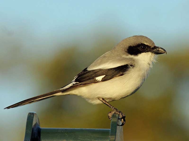 Loggerhead Shrikes are predatory songbirds with black masks and heavy hooked bills. Photo by Dick Daniels, Creative Commons