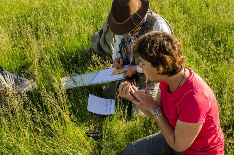 Shrike researcher Dr. Amy Chabot and Fran Harty of The Nature Conservancy record data on a shrike and place a band on its leg before releasing it. Photo by Bill Glass/U.S. Forest Service