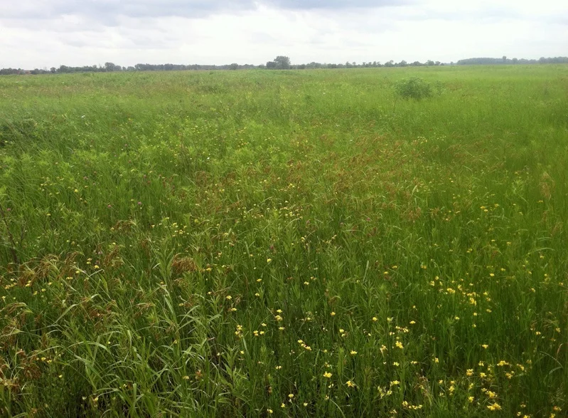 A view of sedges and forbs in bloom at the Lobelia Meadows project. Photo by Kirsten Rothenbucher.