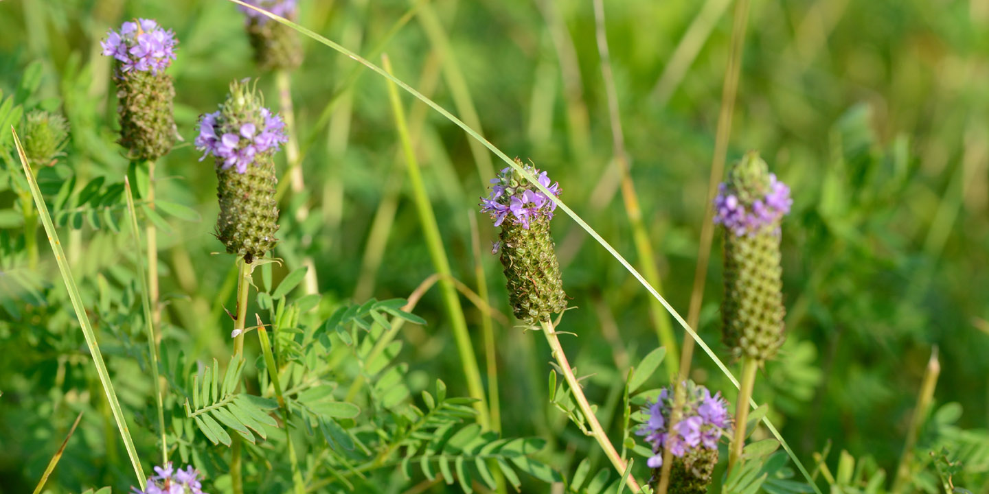 TWI has reintroduced federally endangered leafy prairie-clover at Midewin.