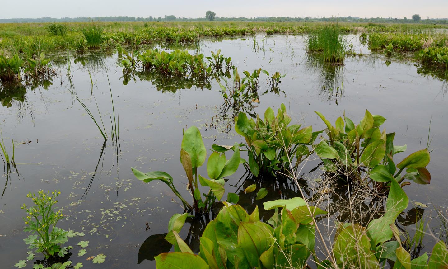 Developing emergent marsh at Midewin National Tallgrass Prairie.