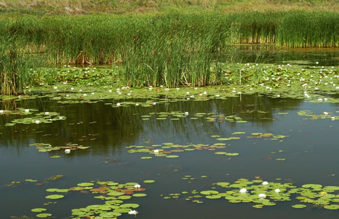 An example of a hemi-marsh at the Dixon Waterfowl Refuge.