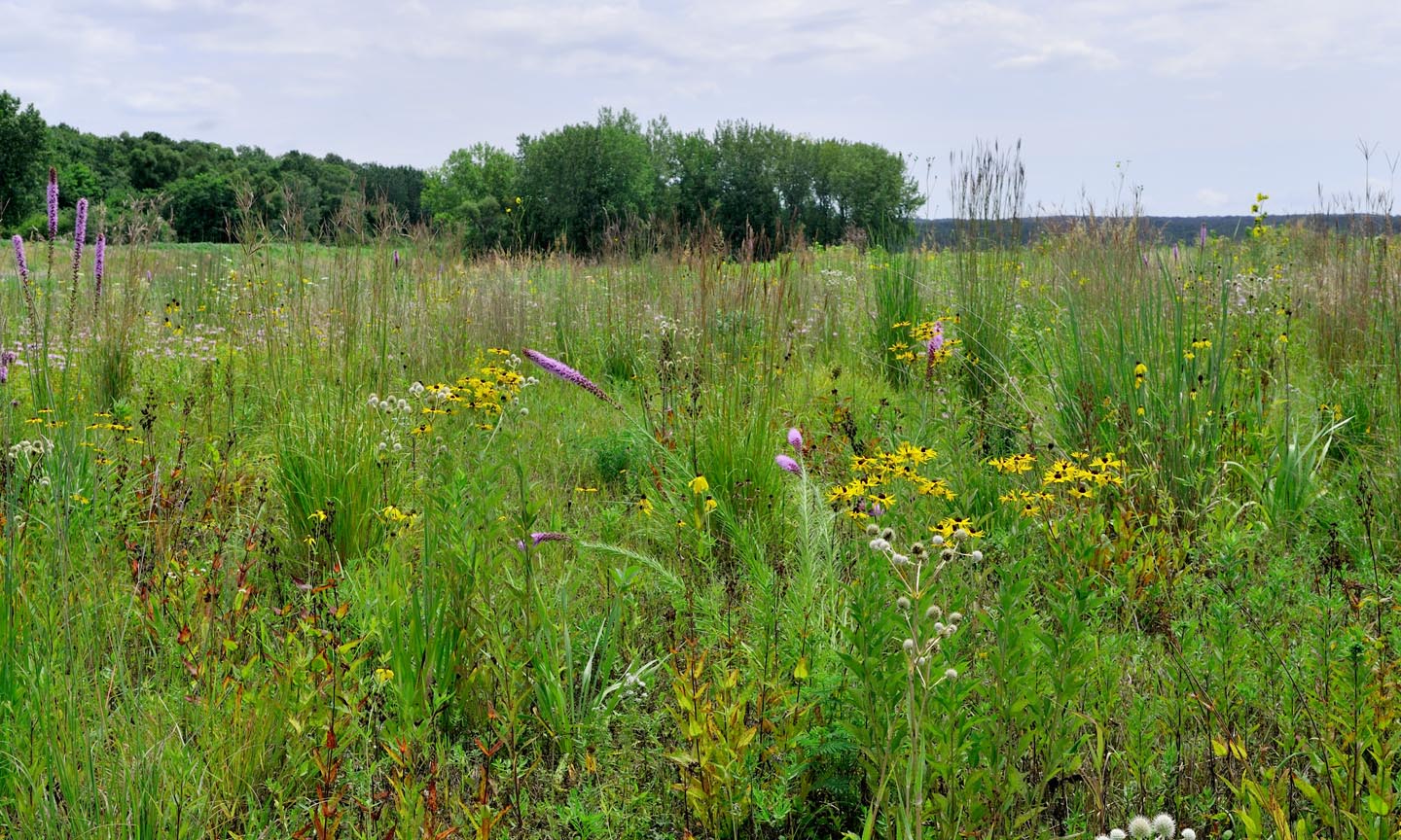 An example of a wet prairie at the Dixon Waterfowl Refuge.